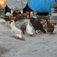 فروش مرغ لاری کرچ|حیوانات مزرعه|سنگدوین, |دیوار