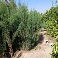 درخت فروشی در پاکت|گل و گیاه طبیعی|خفر, |دیوار