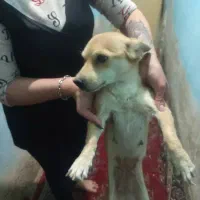 سگ.بازی گوشی|سگ|شیراز, سیلو|دیوار