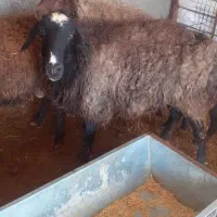 میش|حیوانات مزرعه|صفادشت, |دیوار