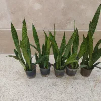 گل سانسوریا