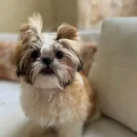 سگ پاکوتاه سایز کوچک|سگ|کاشان, امیرکبیر|دیوار