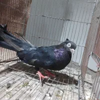 زاغ آبادانی اصیل و صرب