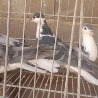 نروماده واز وچندتا نر|پرنده|اصفهان, حصه جنوبی|دیوار