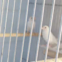 فنج|پرنده|شیراز, شاه قلی بیگی|دیوار