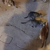 واگذاری بچه گربه|گربه|سراب, |دیوار