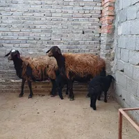 گوسفند بره دار جوان|حیوانات مزرعه|تبریز, |دیوار
