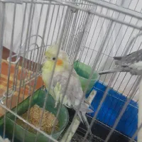 قیمت ۲۵۰۰۰۰۰۰|پرنده|قزوین, |دیوار