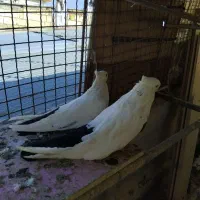 دم سیاه نر وماده چهل سانتی