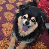 پامرشیواوا