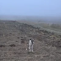 سگ گله نر|سگ|مرادلو, |دیوار