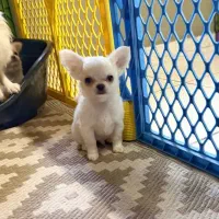 توله سگ شی هوا|سگ|تهران, اختیاریه|دیوار