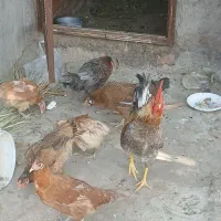 خروس محلی