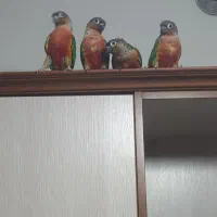 ردچیک.مونچیک.گیرینچیک.