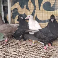 چهار عدد جوجه کوهی دورگ نر