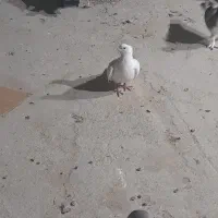 کبوترخانگی نر