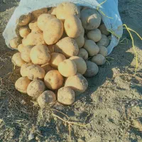 سیب زمینی( بدونه کود ، اورگانیگ)