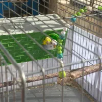 پرنده مرغ عشق