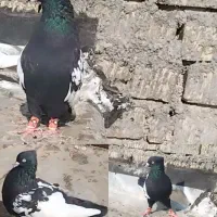 سینه ی دوستبداری خوب