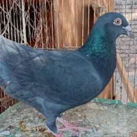 کبوتر پلاکی سیاه