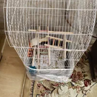 عروس هلندی ماده لوتینو