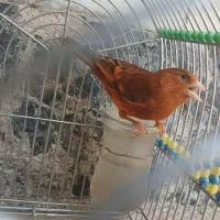 سهره قناری مست|پرنده|شیراز, دارالرحمه|دیوار