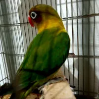 کتوله برزیلی