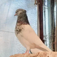 کبوتر کله سبز و هفترنگ نر و ماده و جوجه|پرنده|مشهد, شهرک ابوذر|دیوار