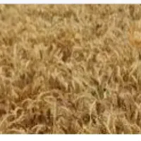 800 کیلو بذر گندم باسیلیو هر کیلو 40000 تومان