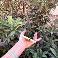 سامسونگ A54 256Gb 5G درحدنو|موبایل|گنبد کاووس, |دیوار