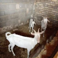 بز سانن
