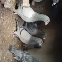 ....|پرنده|هامون, |دیوار