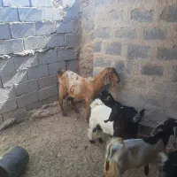 بز و کره|حیوانات مزرعه|نگار, |دیوار