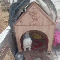 سگ نژاد شیتزو|سگ|سنندج, |دیوار