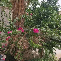 آپارتمان۱۵۵متری همکف۳خواب حیاط دار درهشت بهشت غربی|فروش آپارتمان|اصفهان, ملک|دیوار