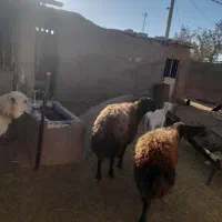 بره قوچ همو و قوچ چهار دندون هترو و چبش یک زایمان|حیوانات مزرعه|نیشابور, دارایی|دیوار