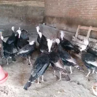 فروش بوقلمون محلی و جوجه