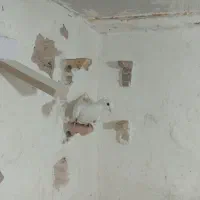 3عددکفتر|پرنده|زرند, |دیوار