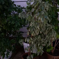 گل آپارتمانی|گل و گیاه طبیعی|کشکسرای, |دیوار