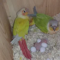 گریچیک مولد و جوجه