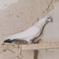 کود کبوتر