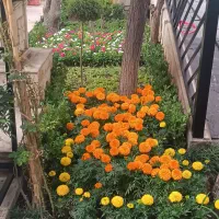 خدمات باغبانی در سراسر تهران گل باغچه و آپارتمانی|خدمات باغبانی و درختکاری|تهران, فاطمی|دیوار