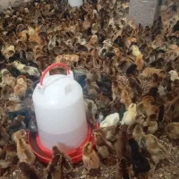 جوجه مرغ یک هفته ای|حیوانات مزرعه|سبزوار, قاضی زاد|دیوار