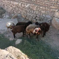 سه میش شیشک آبسن سه بره نر