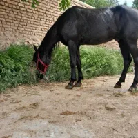 اسب نریون مشکی یورقه