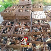 نماینده پخش جوجه گلپایگان ، اردک پکنی ، غاز