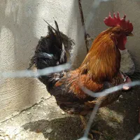 فروش خروس محلی