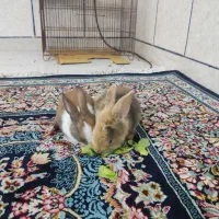 خرگوشک حرف گوش کن