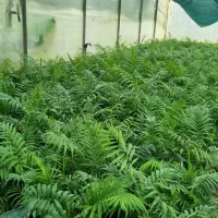 گل های آپارتمانی شامادورا. پتوس .آگلونما و..