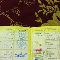سگ اشپیدز روباهی|سگ|کرمانشاه, |دیوار